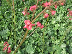 Heuchera 'Dew Drops' - Coral Bells PPAF from The Ivy Farm