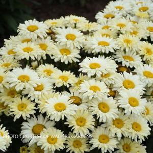 Leucanthemum 'Banana Cream II' - Shasta Daisy PPAF from The Ivy Farm