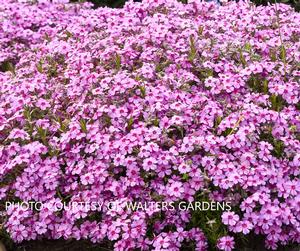 Phlox subulata 'Eye Caramba' - Creeping Phlox PPAF from The Ivy Farm