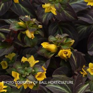 Lysimachia 'Night Light' - Moneywort PPAF from The Ivy Farm
