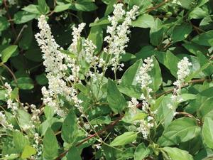 Lonicera japonica 'Halls' - Honeysuckle from The Ivy Farm