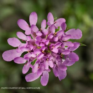 Iberis Mermaid 'Lavender' - Candytuft PPAF from The Ivy Farm
