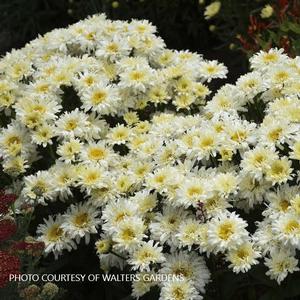 Leucanthemum 'Ice Cream Dream' - Shasta Daisey PP 34053 from The Ivy Farm