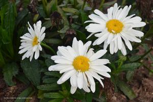Leucanthemum 'Spoonful of Sugar' - Shasta Daisy PP 28760 from The Ivy Farm