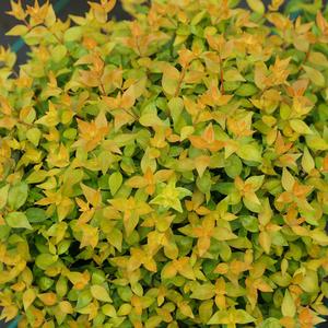 Abelia Funshine® - PP 30430 from The Ivy Farm