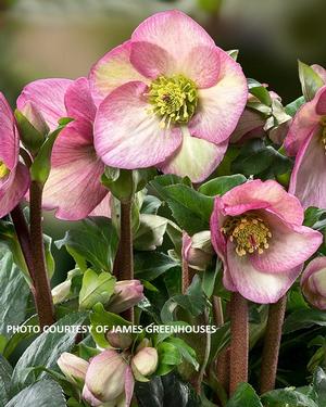 Helleborus Ice N' Roses® Rosetta - HGC® Lenten Rose PP 33584 from The Ivy Farm