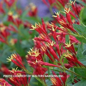 Spigelia 'Little Redhead' - Spigelia from The Ivy Farm