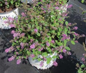 Buddleia Lo & Behold® 'Blue Chip Jr.' - Butterfly Bush PP 26581 from The Ivy Farm