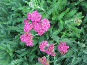 Achillea 'Skysail Bright Pink' - Yarrow from The Ivy Farm