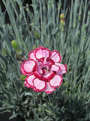 Dianthus 'Angel of Joy' - Pinks PPAF from The Ivy Farm