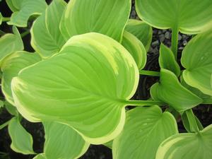 Hosta 'American Halo' - Plantain Lily from The Ivy Farm