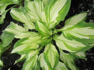 Hosta 'Medio variegata' - Plantain Lily from The Ivy Farm