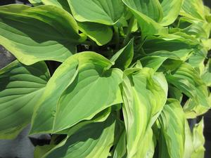 Hosta 'Pilgrim' - Plantain Lily from The Ivy Farm