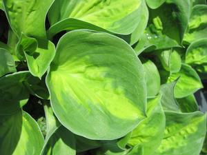 Hosta 'Sunset Grooves' - Plantain Lily from The Ivy Farm