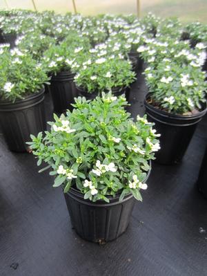 Iberis sempervirens 'Tuff Candy' - Candytuft from The Ivy Farm