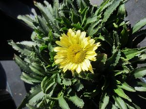 Leucanthemum Sweet Daisy™ Izabel - Shasta Daisy PPAF from The Ivy Farm