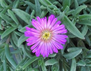 Delosperma Ocean Sunset™ Violet - Ice Plant PP 34730 from The Ivy Farm