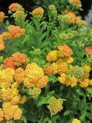 Achillea 'Skysail Yellow' - Yarrow from The Ivy Farm