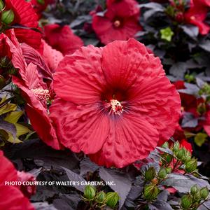 Hibiscus SUMMERIFIC® 'Holy Grail' - Rose Mallow PP 31478 from The Ivy Farm