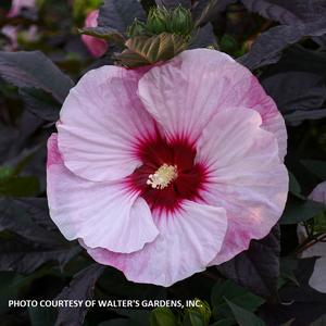 Hibiscus SUMMERIFIC® 'Perfect Storm' - Rose Mallow PP 27880 from The Ivy Farm