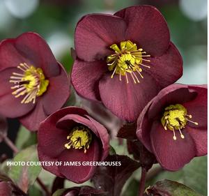 Helleborus HGC® Ice N' Roses Merlot - Lenten Rose PP 31818 from The Ivy Farm