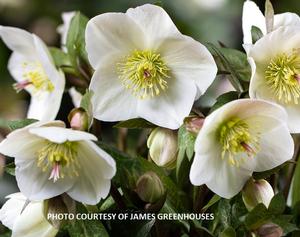 Helleborus HGC® Ice N' Roses Mia Marble - Lenten Rose PPAF from The Ivy Farm