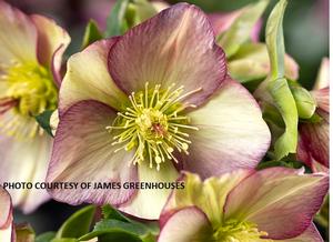 Helleborus HGC® Ice N' Roses® Purple Sunrise - Lenten Rose PPAF from The Ivy Farm
