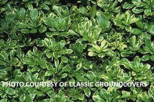 Pachysandra terminalis 'Silver Edge' - Japanese Spurge from The Ivy Farm