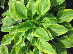 Hosta 'Golden Tiara' - Plantain Lily from The Ivy Farm