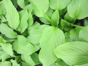 Hosta 'Royal Standard' - Plantain Lily from The Ivy Farm