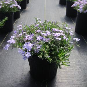 Phlox subulata 'Emerald Blue' - Creeping Phlox from The Ivy Farm