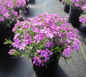 Phlox subulata 'Purple Beauty' - Creeping Phlox from The Ivy Farm