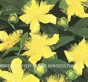 Hypericum calycinum - St. John's Wort from The Ivy Farm