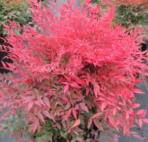 Nandina domestica 'Gulf Stream' - Heavenly Bamboo from The Ivy Farm