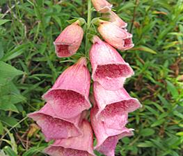 Digitalis x mertonensis - Foxglove from The Ivy Farm