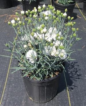 Dianthus ‘Early Bird™ Frosty’ Pinks PP 23894 from The Ivy Farm
