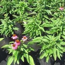 Echinacea 'PowWow Wild Berry'