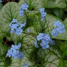Brunnera 'Jack Frost' Brunnera 'Jack Frost'