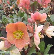Helleborus HGC® 'Pink Frost.' Helleborus HGC® 'Pink Frost.'
