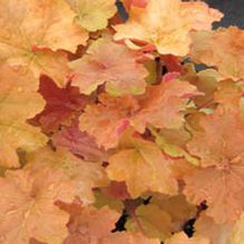 Heuchera 'Caramel' Heuchera 'Caramel'