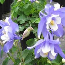 Aquilegia Spring Magic® Blue & White