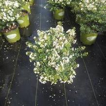 Lagerstroemia 'Diamond Dazzle' Lagerstroemia 'Diamond Dazzle'
