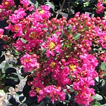 Lagerstroemia 'Plum Magic'