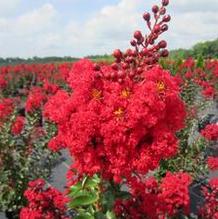 Lagerstroemia Red Rooster®