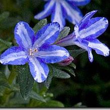 Lithodora 'White Star' Lithodora 'White Star'