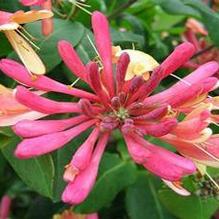 Lonicera 'Goldflame' Lonicera 'Goldflame'