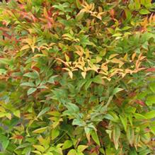 Nandina domestica 'Moon Bay' Nandina domestica 'Moon Bay'