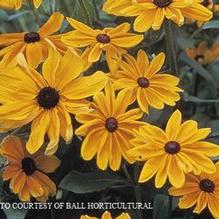 Rudbeckia 'Indian Summer'