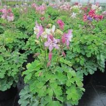 Aquilegia 'Biedermeier' Aquilegia 'Biedermeier'