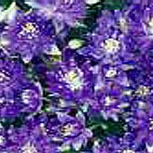 Aquilegia 'Clementine Blue' Aquilegia 'Clementine Blue'